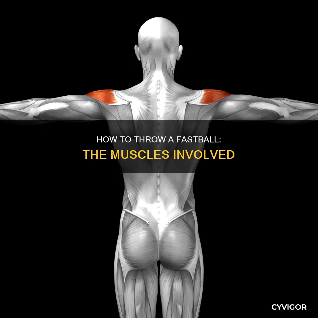 what muscles generate fast ball