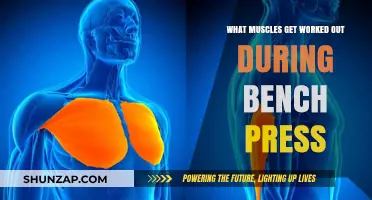 Bench Press Muscles: Targeted Chest, Shoulders, and Triceps Workout