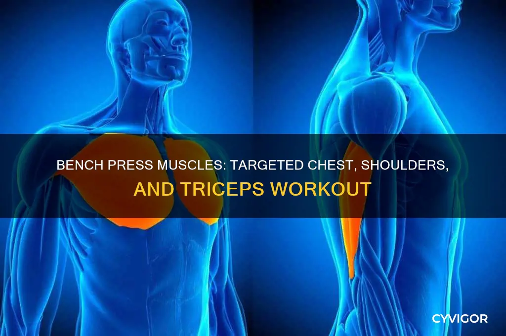 what muscles get worked out during bench press