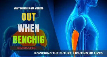Muscles Targeted During Bench Press: A Comprehensive Breakdown