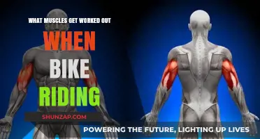 Pedal Power: Muscles Engaged During Bike Riding Explained