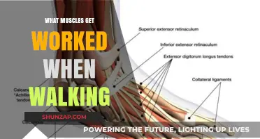 Walking's Muscle Power: Unveiling the Key Muscles Engaged in Every Step