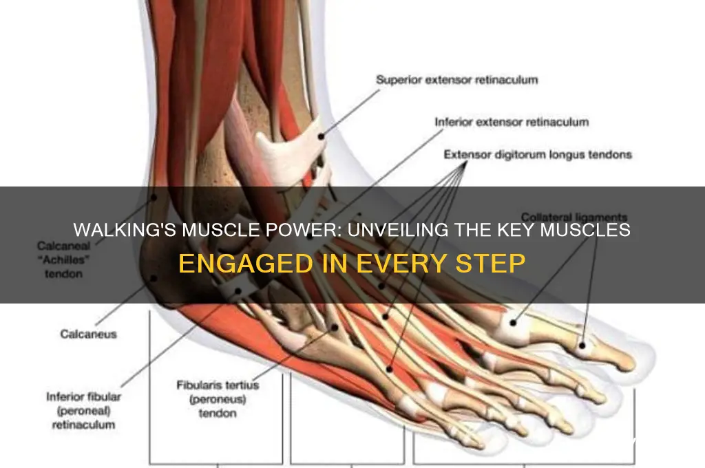 what muscles get worked when walking