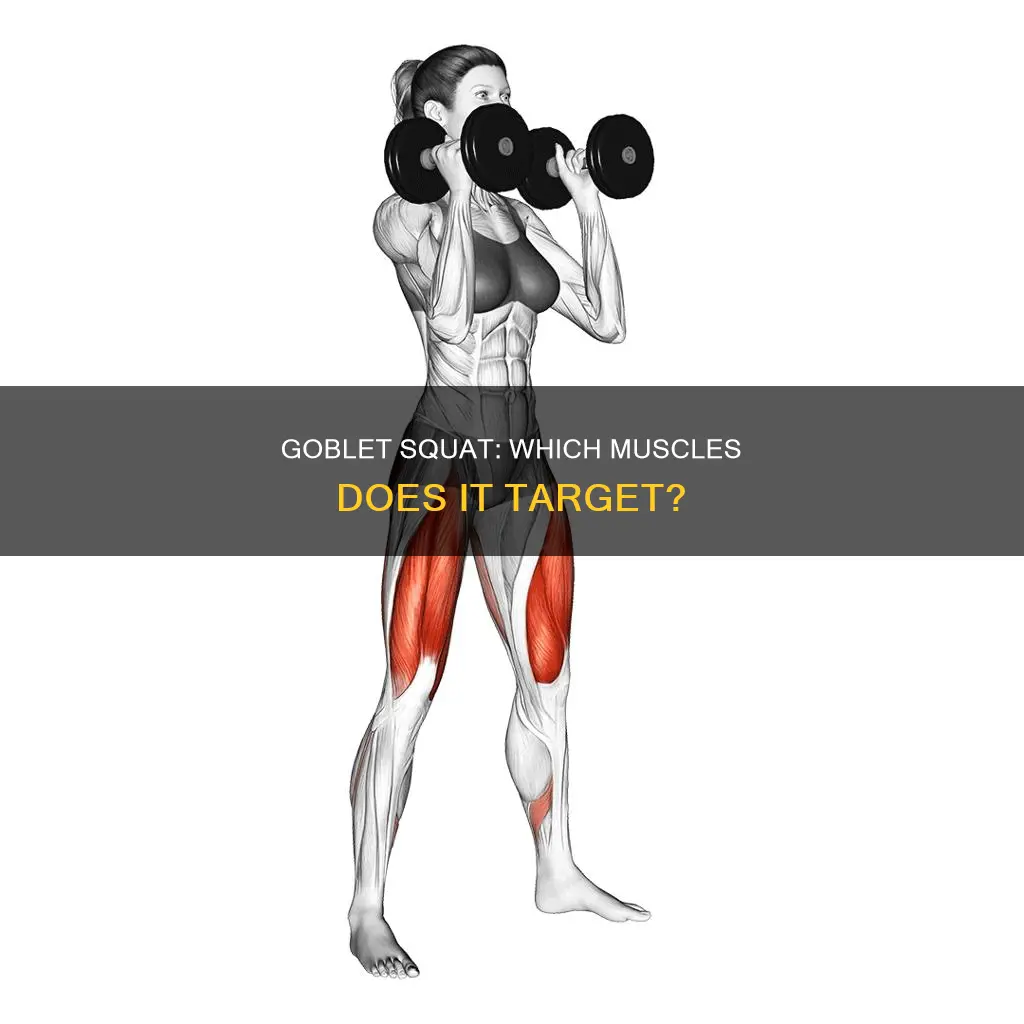 what muscles goblet squat