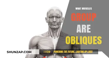 Understanding Obliques: Core Muscles, Function, and Strengthening Techniques