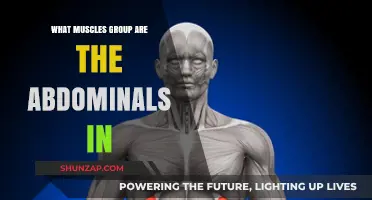 Understanding the Abdominal Muscles: Core Group and Function Explained