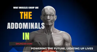 Understanding the Abdominal Muscles: Which Muscle Group Do They Belong To?