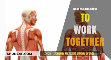 Synergistic Strength: Understanding Muscle Groups That Work Together