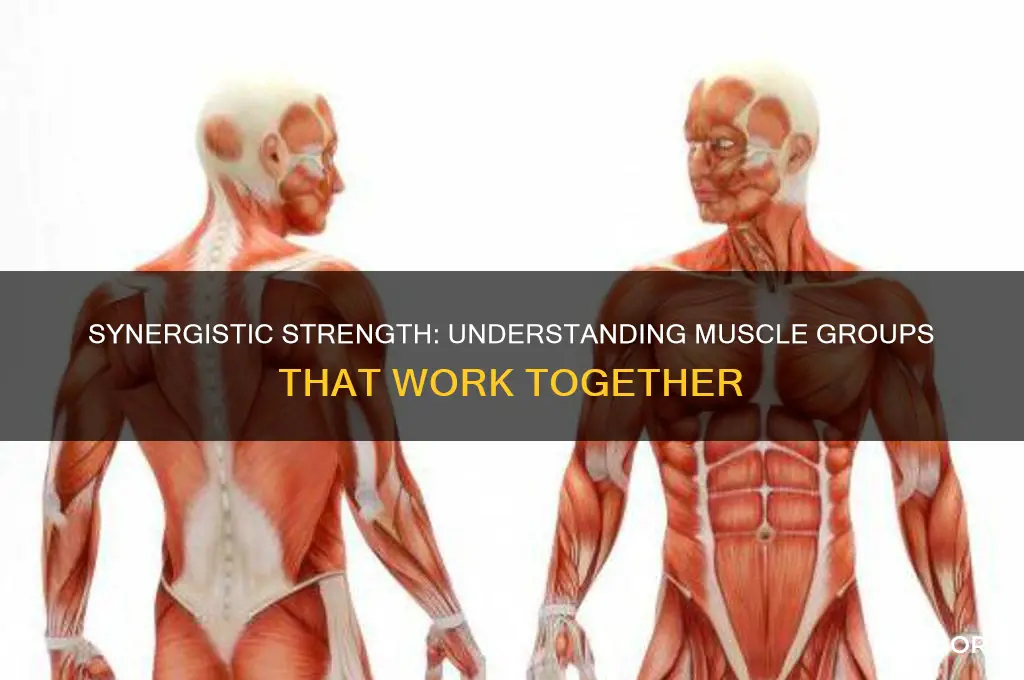 what muscles group to work together