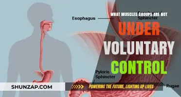 Uncontrolled Muscles: Exploring Involuntary Muscle Groups in the Human Body