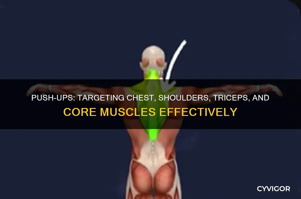what muscles groups are push ups supposed to work