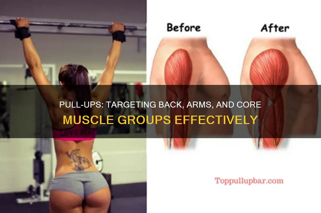 what muscles groups does a pull up work