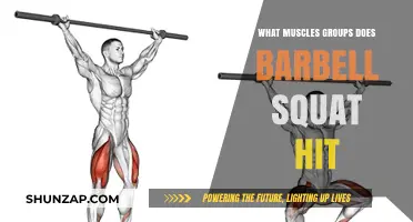 Barbell Squat Muscles: Targeted Groups and Full-Body Benefits