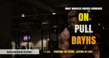 Pull Day Power: Targeting Back, Biceps, and Rear Shoulders