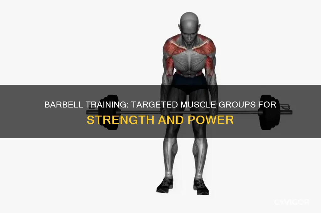 what muscles grups do using a barbell work