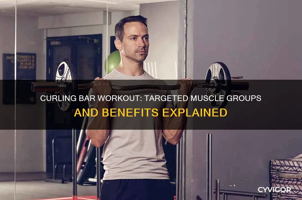 what muscles grups do using a curling bar work