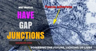 Gap Junctions in Muscles: Where and Why?