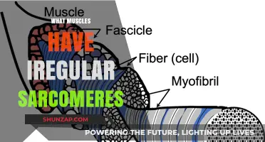 Unusual Sarcomere Muscles: What You Need to Know