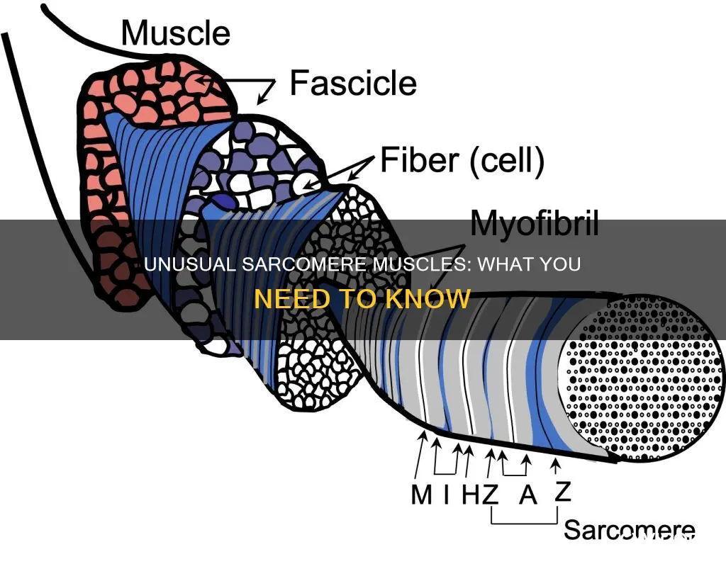 what muscles have iregular sarcomeres