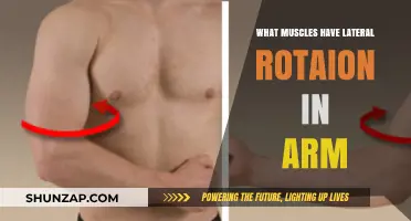 Muscles Enabling Lateral Rotation in the Arm: A Comprehensive Guide