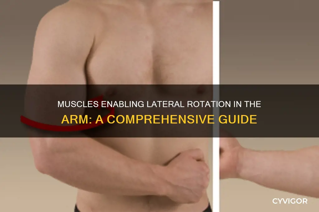 what muscles have lateral rotaion in arm