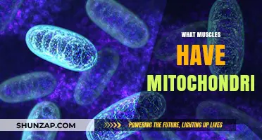 Mitochondria-Rich Muscles: Unlocking Energy for Performance