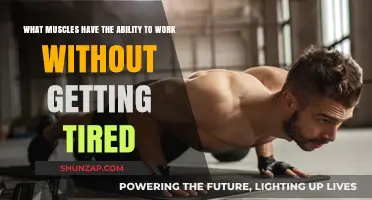 Endurance Muscles: Unveiling the Body's Tireless Workhorses
