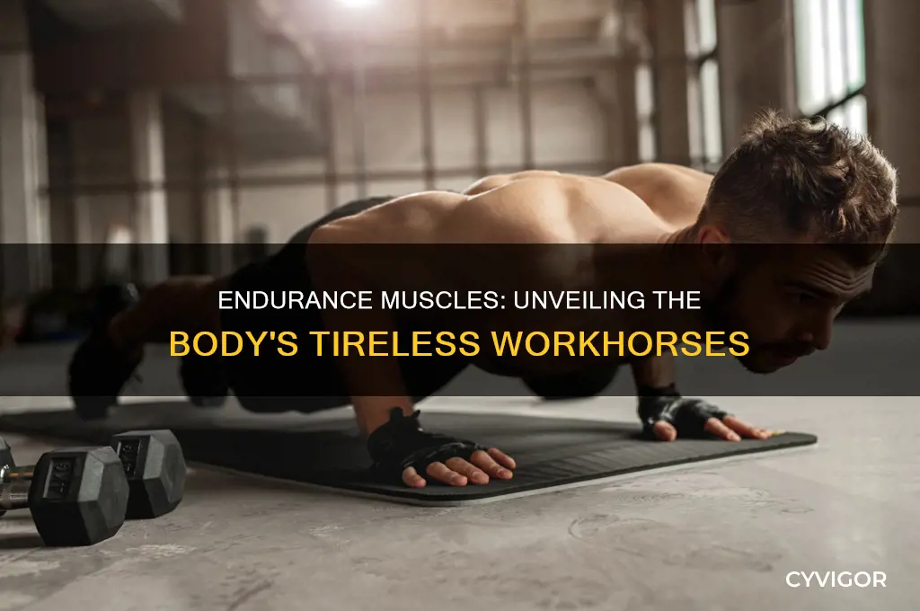 what muscles have the ability to work without getting tired