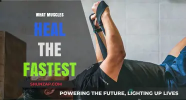 Healing Muscles: Which Recover the Quickest and Why