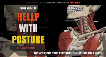 Strong Posture: Which Muscles Matter Most?