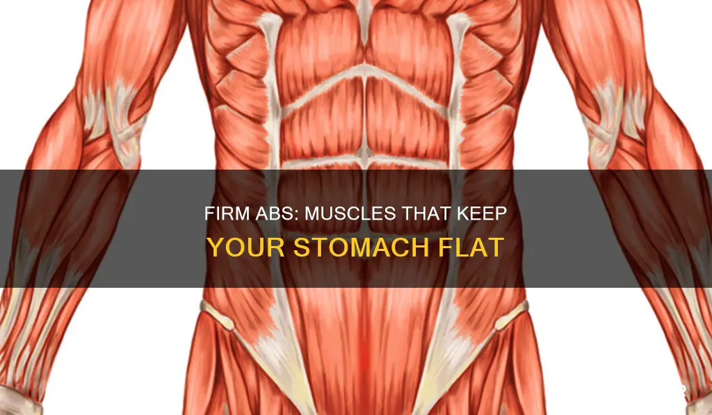 what muscles hold stomach in
