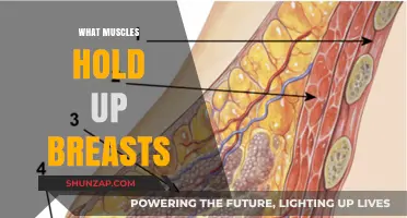 The Muscles That Support Breasts: What You Need to Know