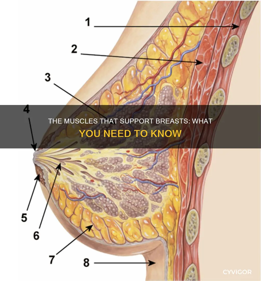 what muscles hold up breasts