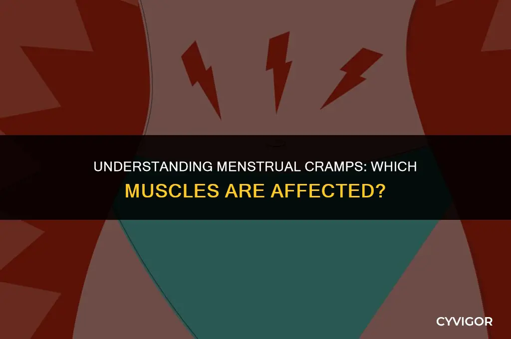 what muscles hurt when you have menstrual cramps
