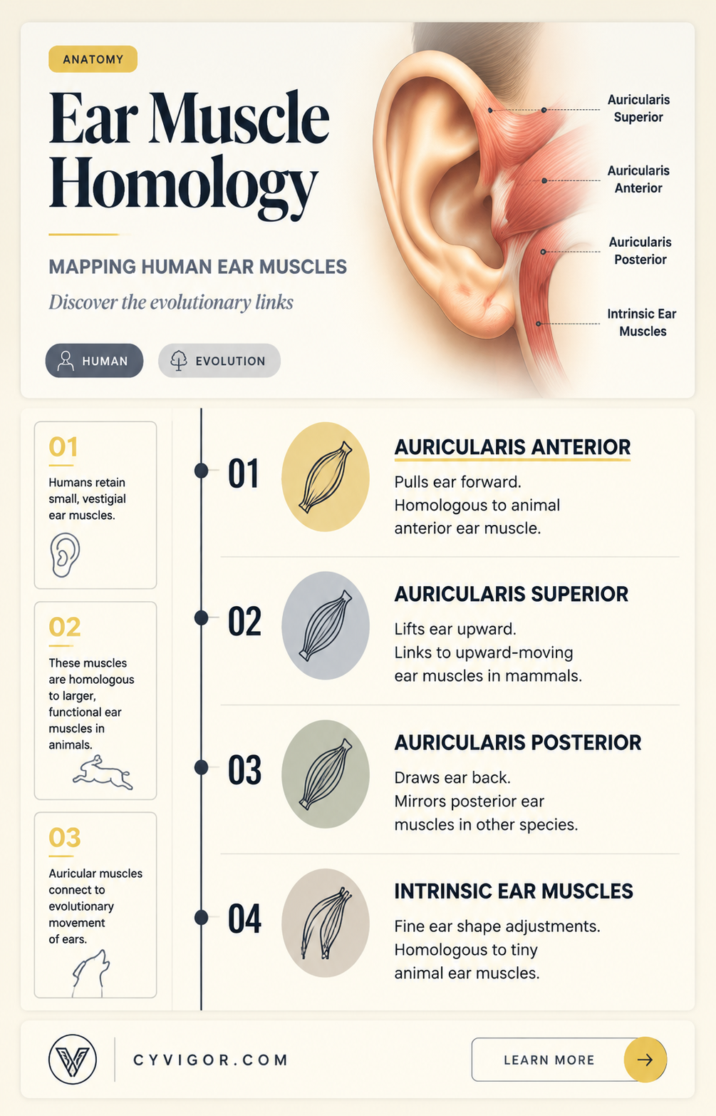 are human ear muscles homologous