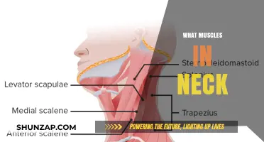 Neck Muscles: Understanding Their Function and Anatomy