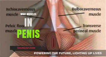 Penis Muscles: What's Their Function and Anatomy?