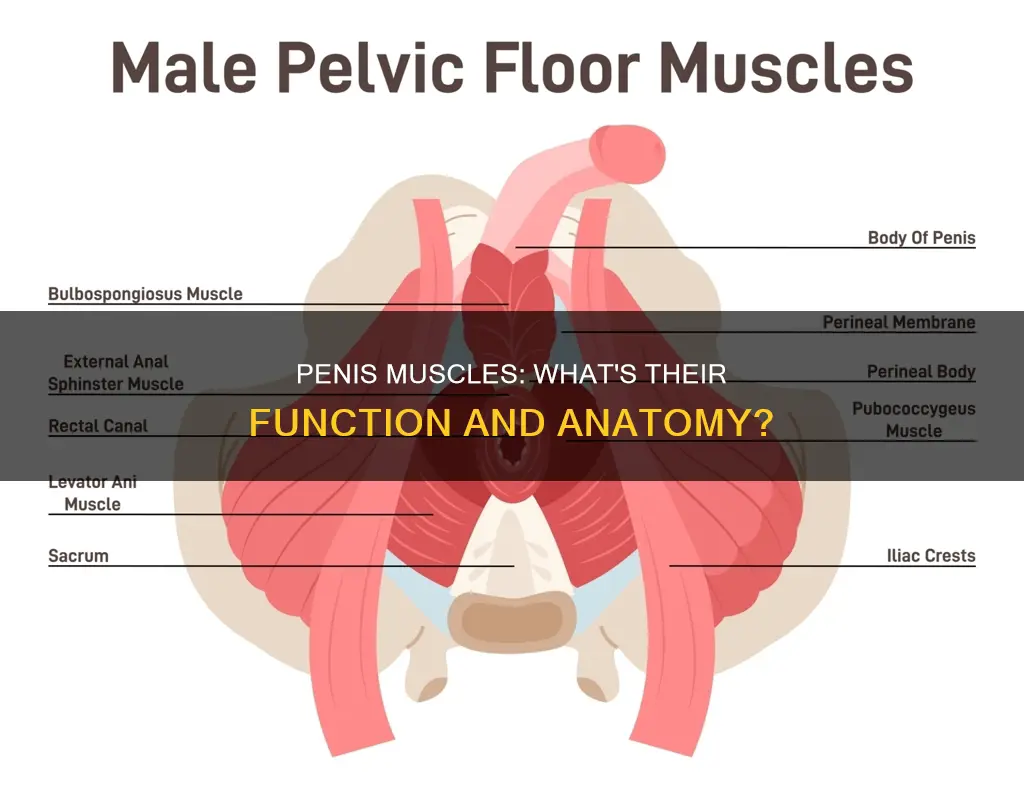 what muscles in penis