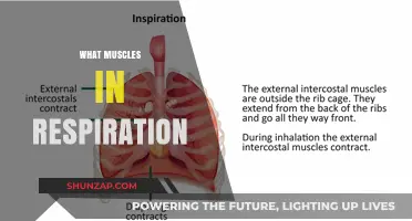 Muscles Involved in Respiration: A Complete Guide