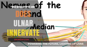 Ulnar Nerve Innervation: Key Arm Muscles It Controls Explained
