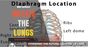 How Muscles Help Inflate Your Lungs