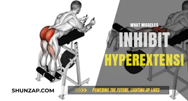 Preventing Hyperextension: Understanding the Muscles' Role