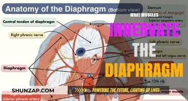 Diaphragm and Its Muscles: Understanding Innervation