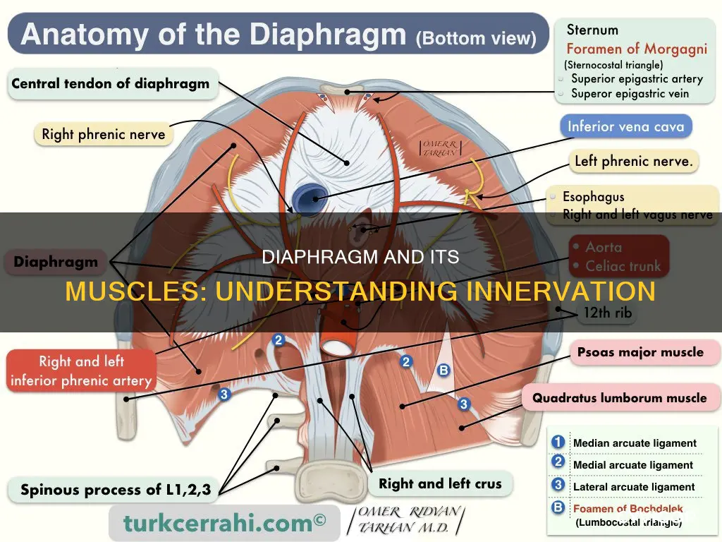 what muscles innervate the diaphragm