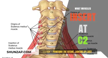 Neck Muscles Inserting at C2: Know Your Muscles