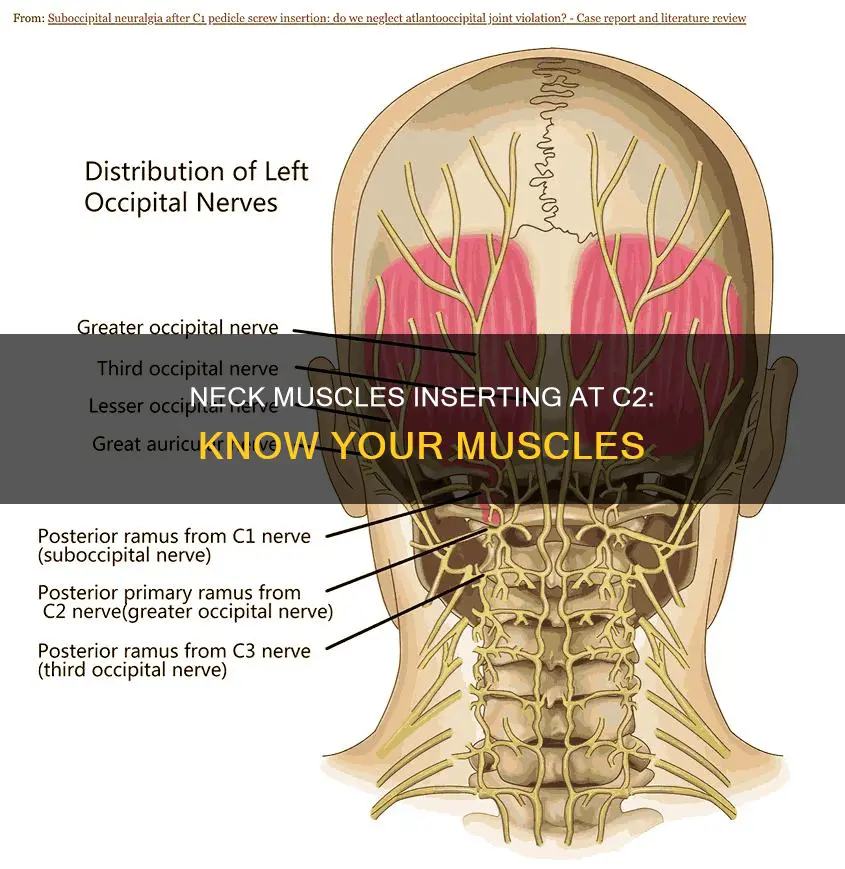 what muscles insert at c2