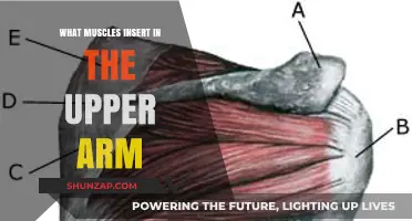 Upper Arm Muscle Insertions: A Comprehensive Guide to Key Muscles