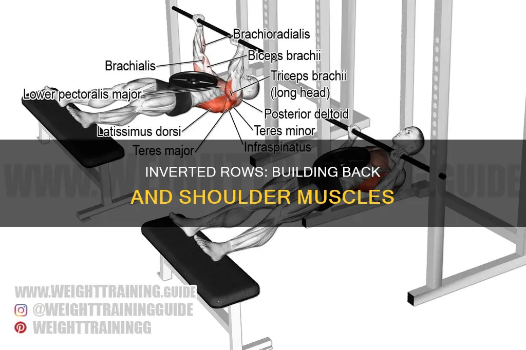 what muscles inverted rows