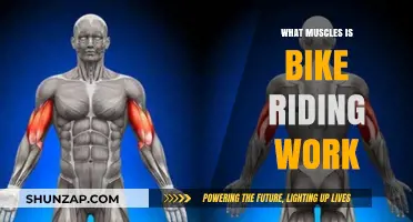 Bike Riding Benefits: Muscles Worked and Strengthened Explained