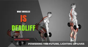 Deadlifts: The Ultimate Back and Leg Muscle Builder